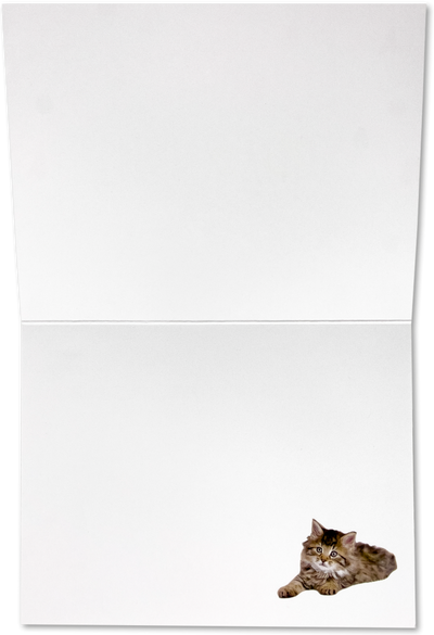 Rachael Hale Cat A2 Thank You Cards - 10 Pack